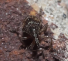 Nanodactylus obesulus
