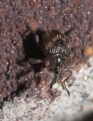 Nanodactylus obesulus