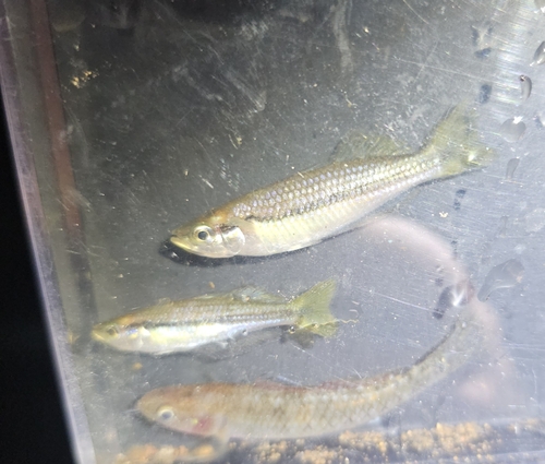 Australian rainbow (Melanotaenia nigrans) — Melanotaeniidae