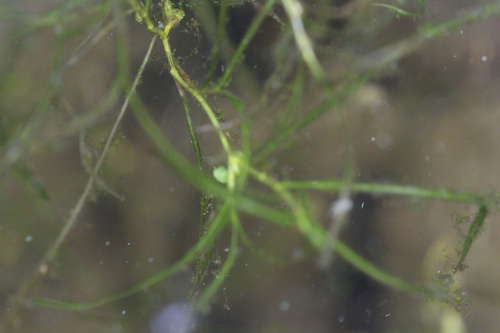 Snailseed pondweed (Potamogeton bicupulatus)