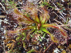 Drosera stenopetala