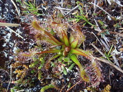 Drosera stenopetala