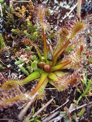 Drosera stenopetala