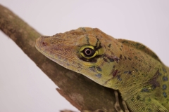 Anolis frenatus