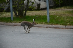 Lepus timidus