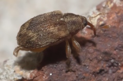 Lignyodes bischoffi