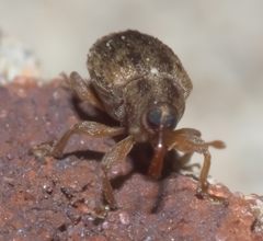 Lignyodes bischoffi