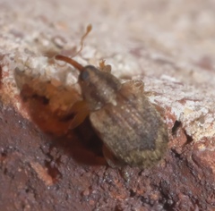Lignyodes bischoffi