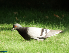 Columba livia domestica