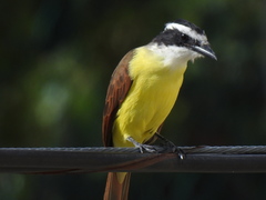 Pitangus sulphuratus