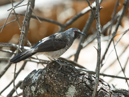 White-rumped Babbler