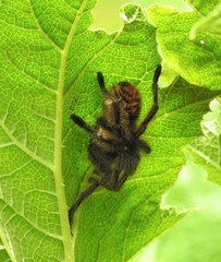 Phrixotrichus vulpinus