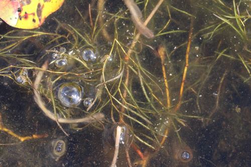 Berchtold's pondweed (Potamogeton berchtoldii)