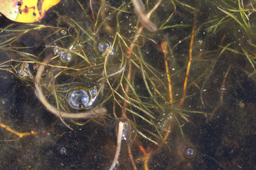 Potamogeton berchtoldii, photograph 5