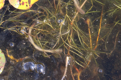 Potamogeton berchtoldii, photograph (c) Samuel A Schmid, PhD, PWS, some rights reserved (CC BY)