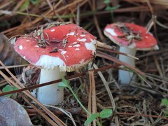 Russula