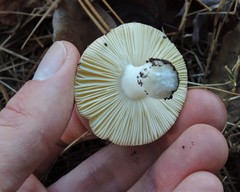 Russula