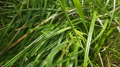 Carex geminata