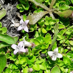 Oldenlandia salzmannii