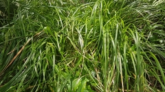 Carex geminata