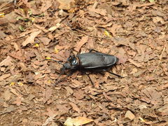 Acanthinodera cumingii