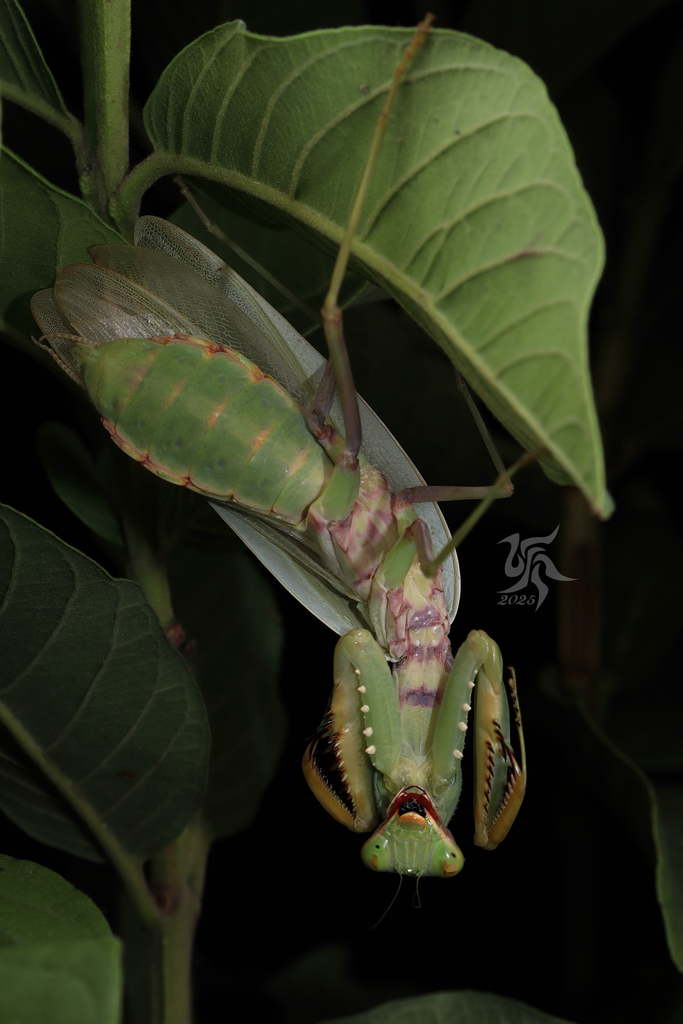 Hierodula bhamoana