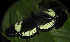 Heliconius cydno alithea