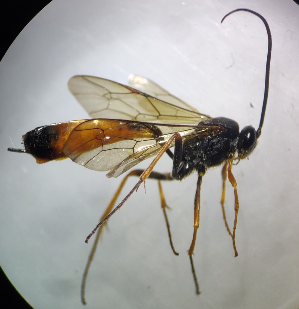 Dusona carinifrons