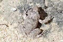 Eleutherodactylus rogersi