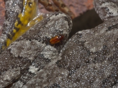 Elaphropus