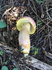 Hypomyces chlorinigenus