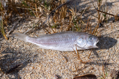 Genyonemus lineatus
