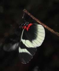 Heliconius eleuchia primularis