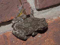 Elaphropus
