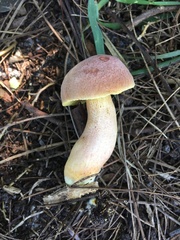 Xerocomellus bolinii