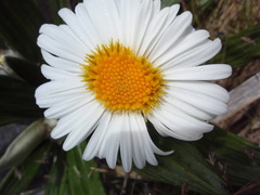 Celmisia spectabilis