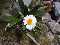 Celmisia spectabilis