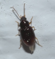 Elaphropus