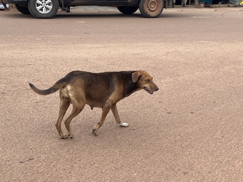 Domestic Dog