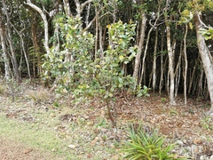 Aphloia theiformis
