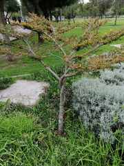 Hippophae rhamnoides
