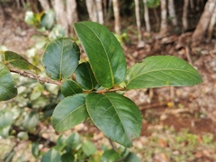 Aphloia theiformis