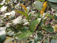 Aphloia theiformis