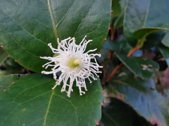Aphloia theiformis