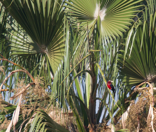 Double-toothed Barbet