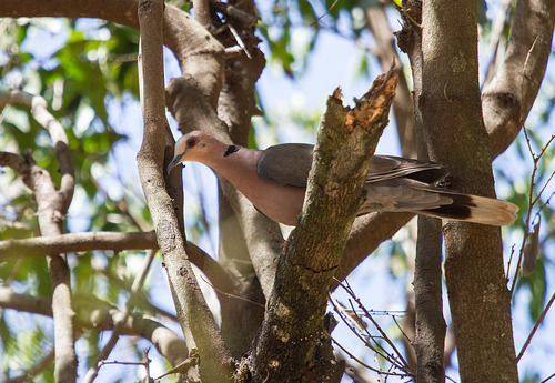 Red-eyed Dove