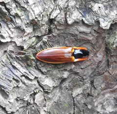 Semiotus luteipennis