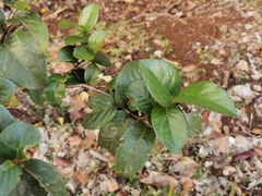 Aphloia theiformis