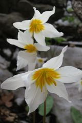 Erythronium shastense