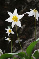 Erythronium shastense